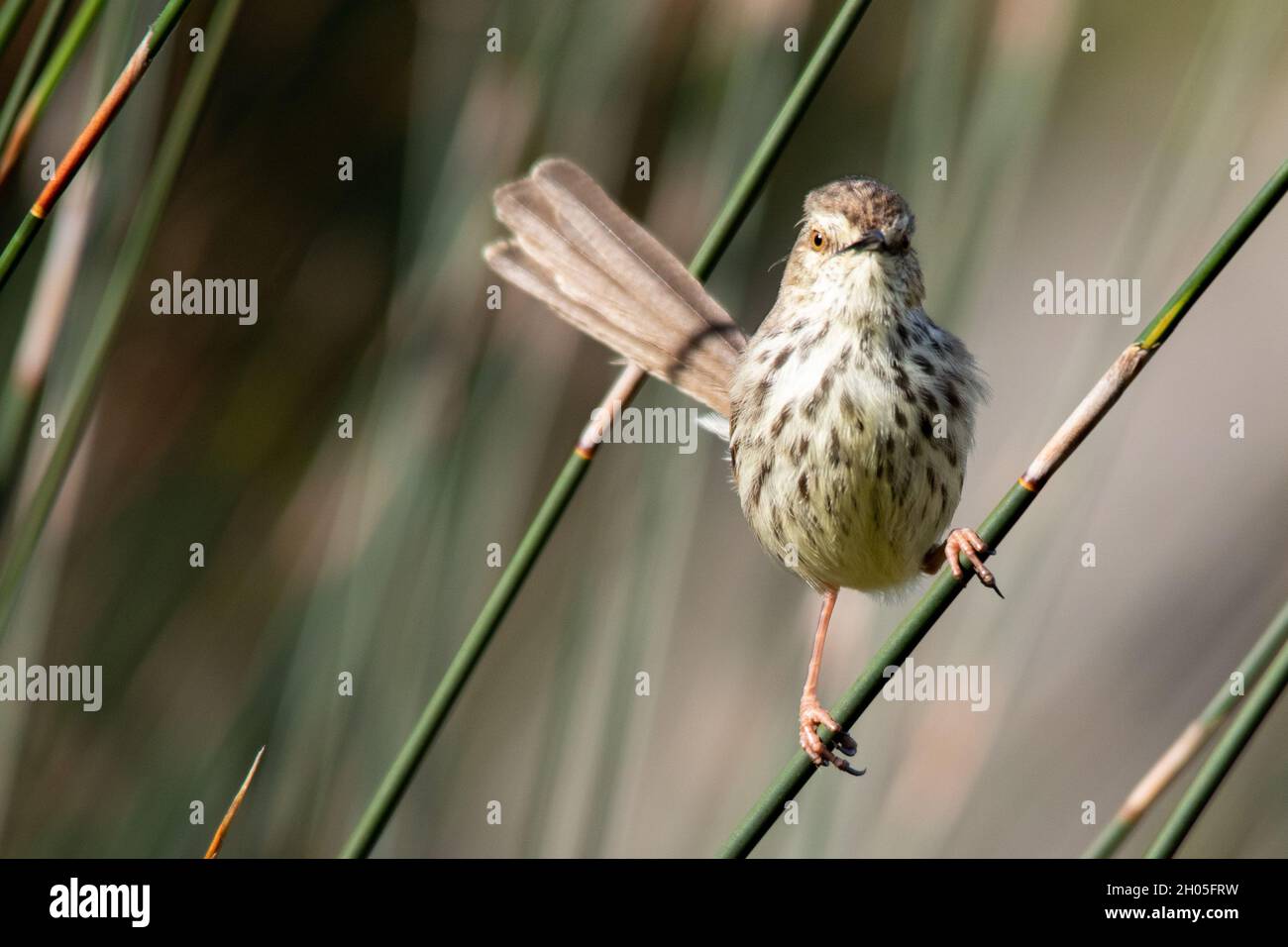 Un pájaro manchado marrón se sienta sobre una hoja de hierba, mirando en la cámara fotográfica. Foto de stock
