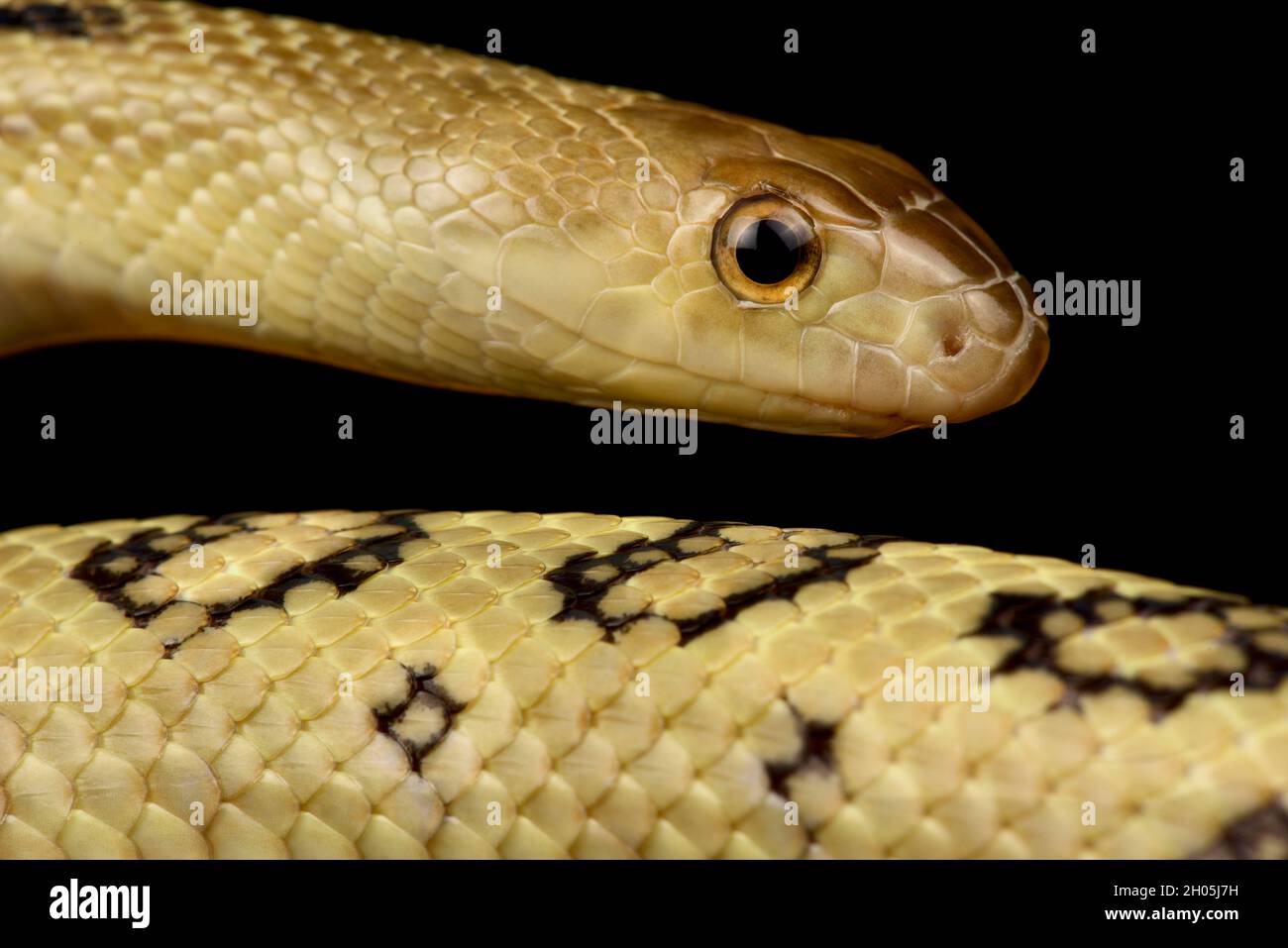 Serpiente Gopher de América Central (Pituophis lineaticollis) Foto de stock