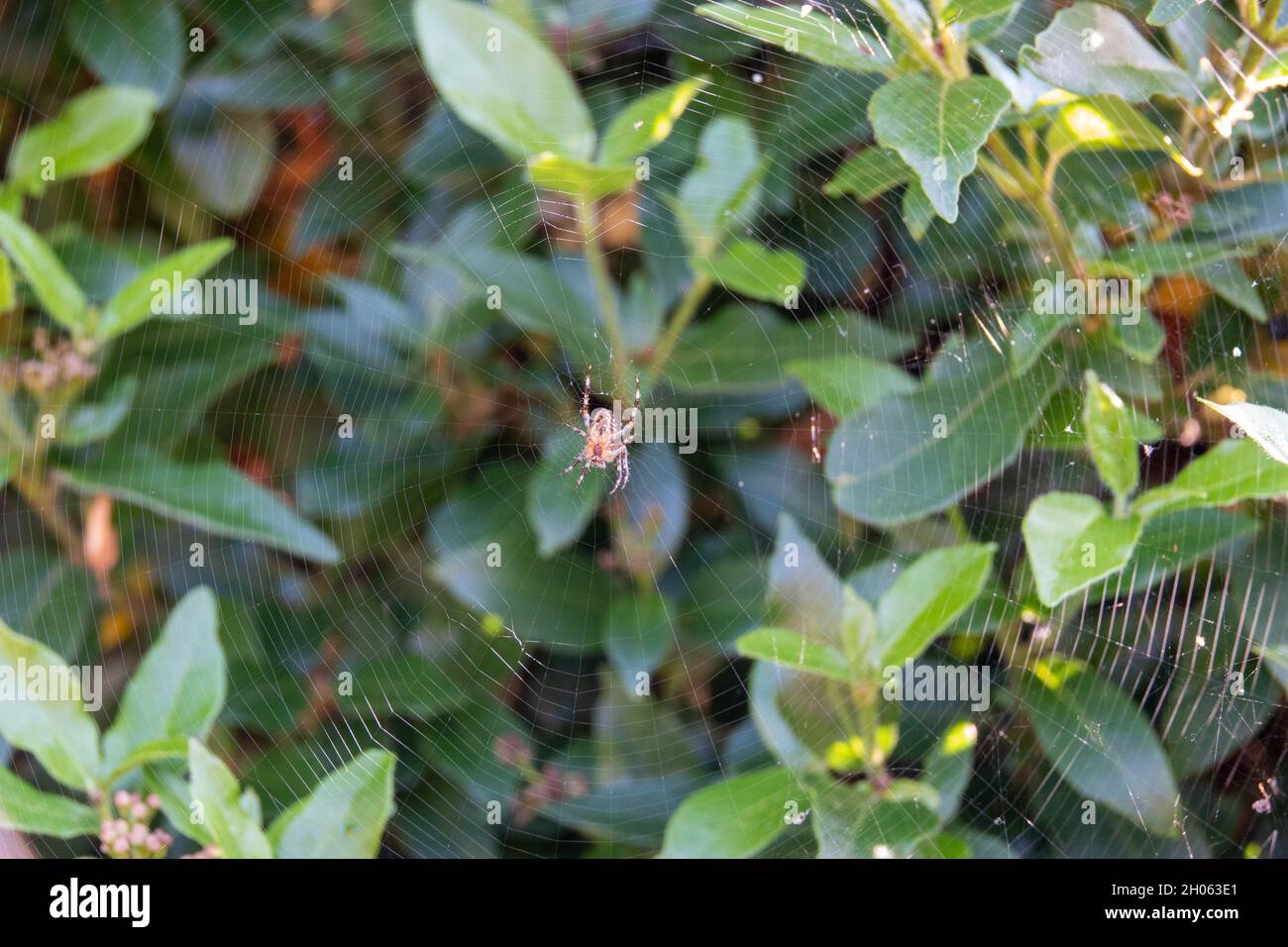 araña en una tela con follaje verde en el fondo Foto de stock