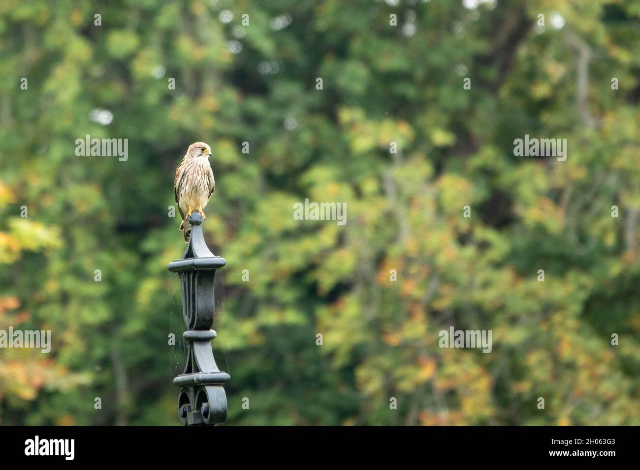 kestrel ave de presa perteneciente al grupo kestrel de la