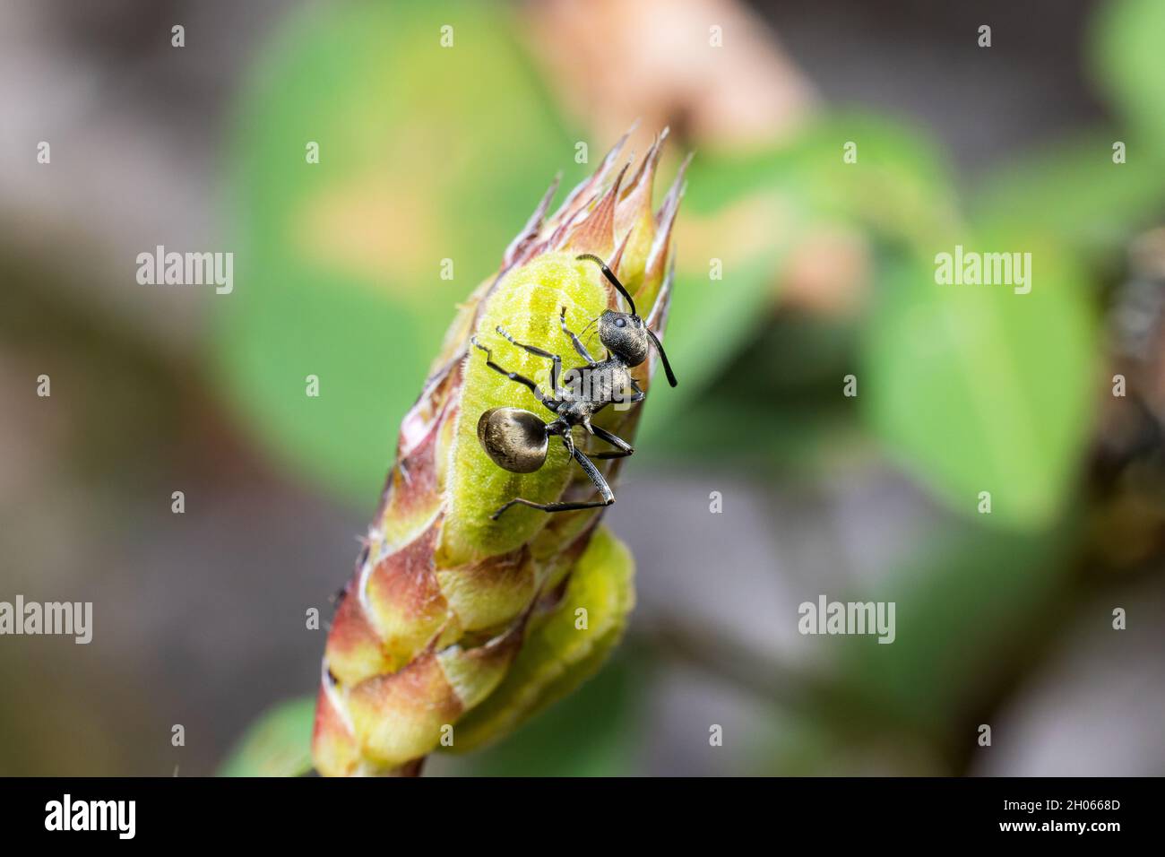Simbiosis entre larvas de Forget-Me-Not y hormiga espinosa Foto de stock