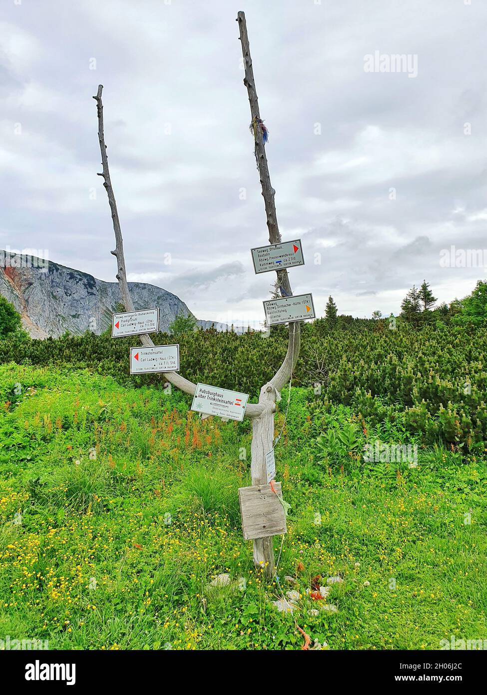 árboles de tronco blanco nombres fotografías e imágenes de alta