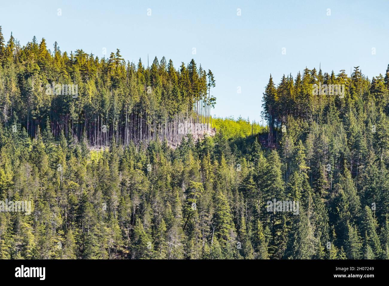 La barra de la tala de árboles reciente se encuentra junto a un corte claro entre dos secciones aún boscosas en la cima de una colina en la costa de Columbia Británica. Foto de stock