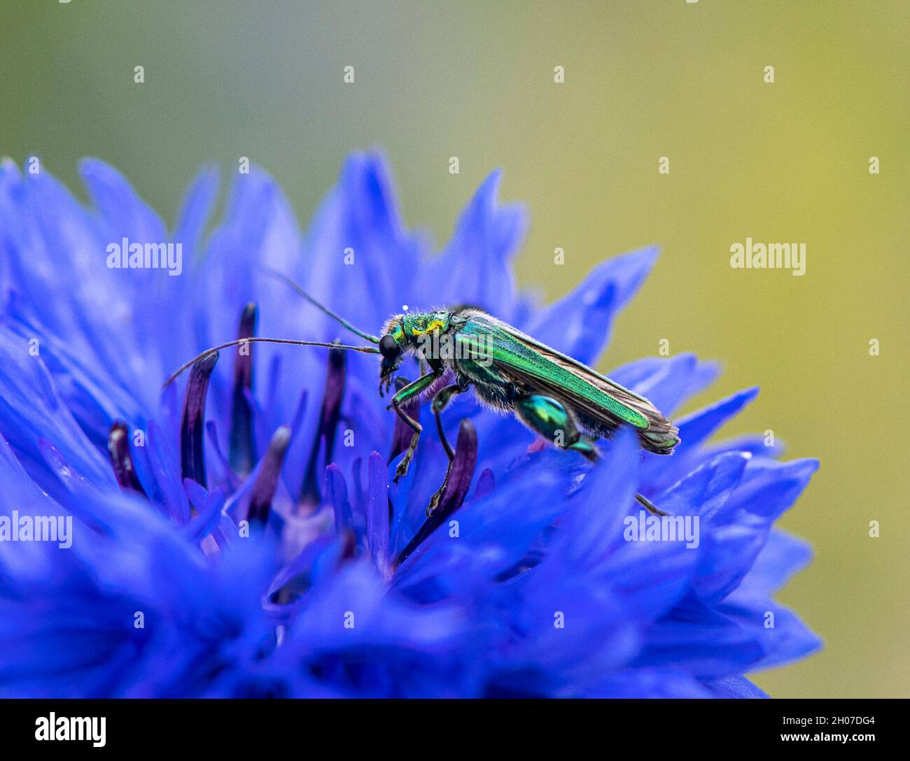 escarabajo verde metálico brillante joya sobre flor de maíz azul - imagen macro Foto de stock