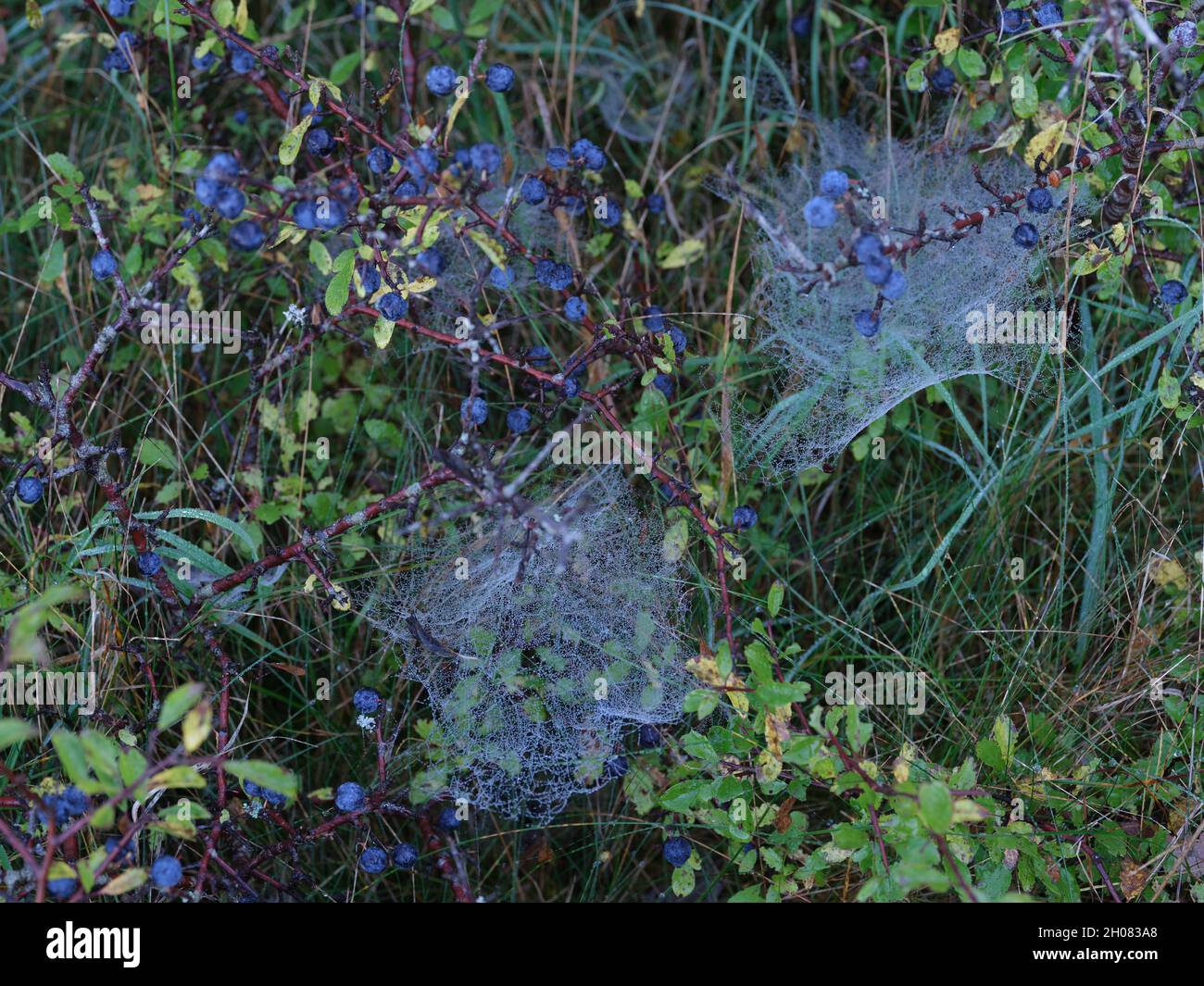 araña con gotas de agua en otoño junto al mar Foto de stock