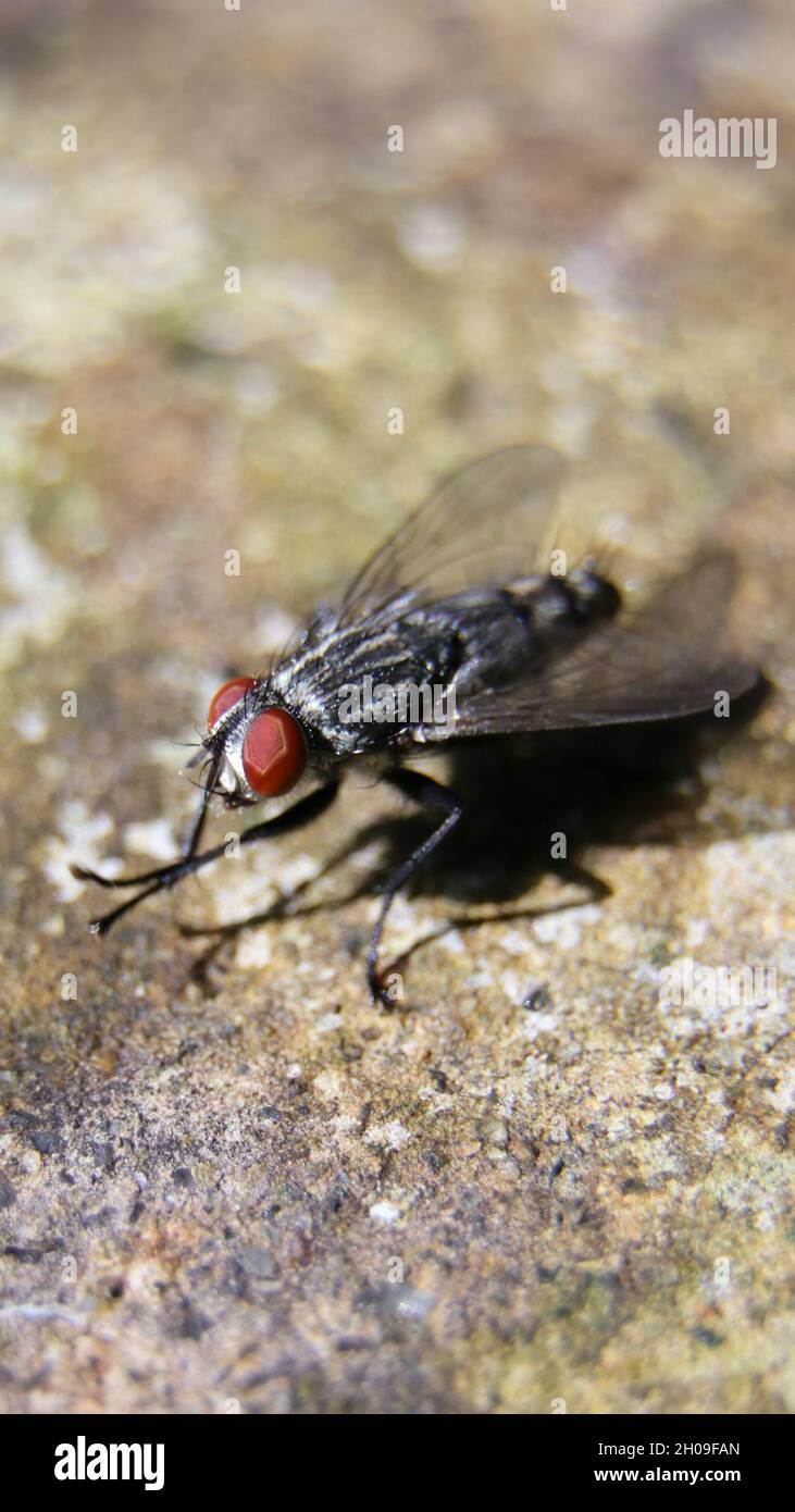 macro disparo vertical de una mosca común de la carne con un cuerpo blanco y negro y ojos rojos sentados en el suelo y frotándose las manos durante un soleado brillante Foto de stock