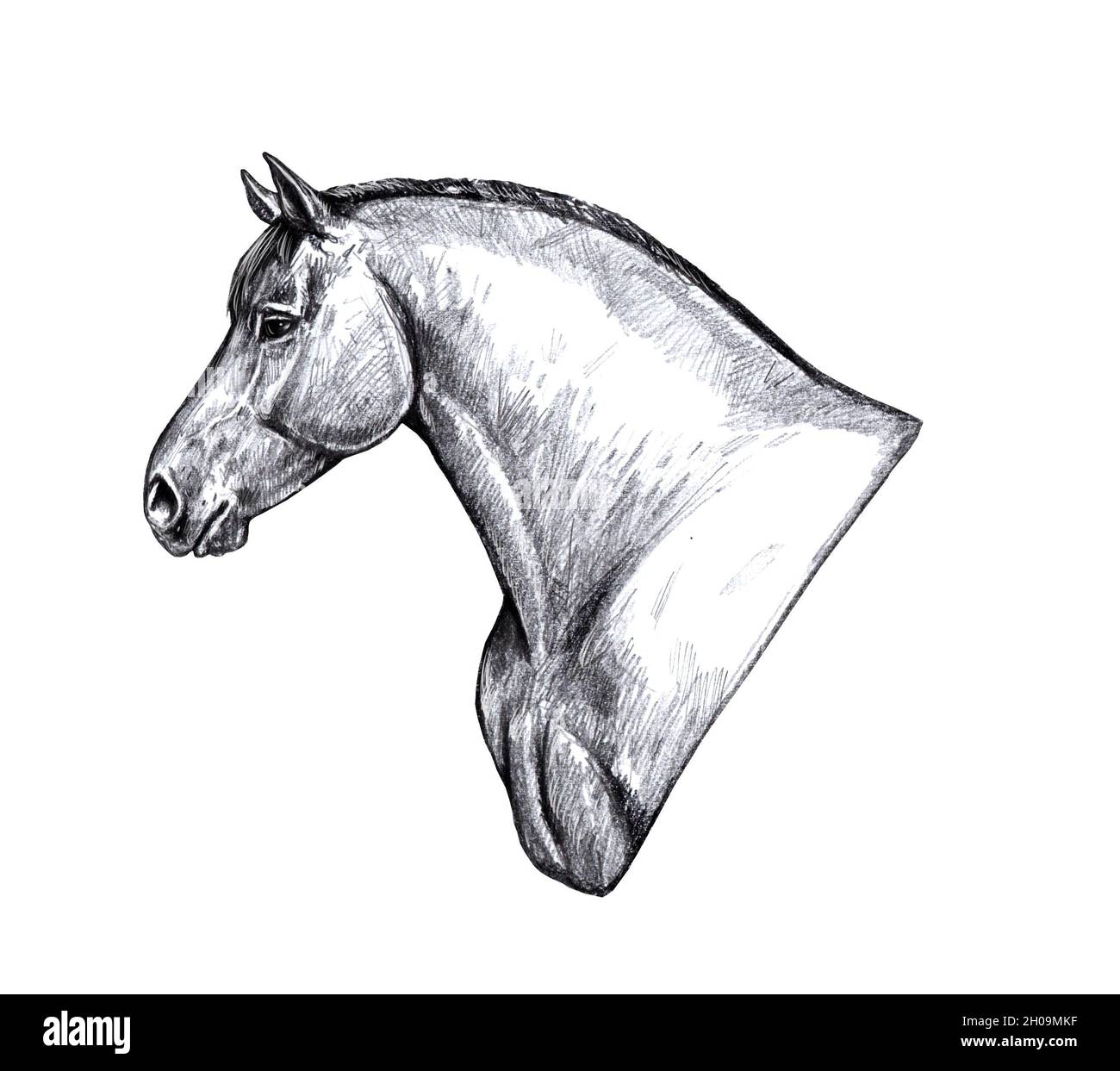 Dibujo de un caballo de tiro. Retrato a lápiz de un caballo. Dibujo equino  Fotografía de stock - Alamy
