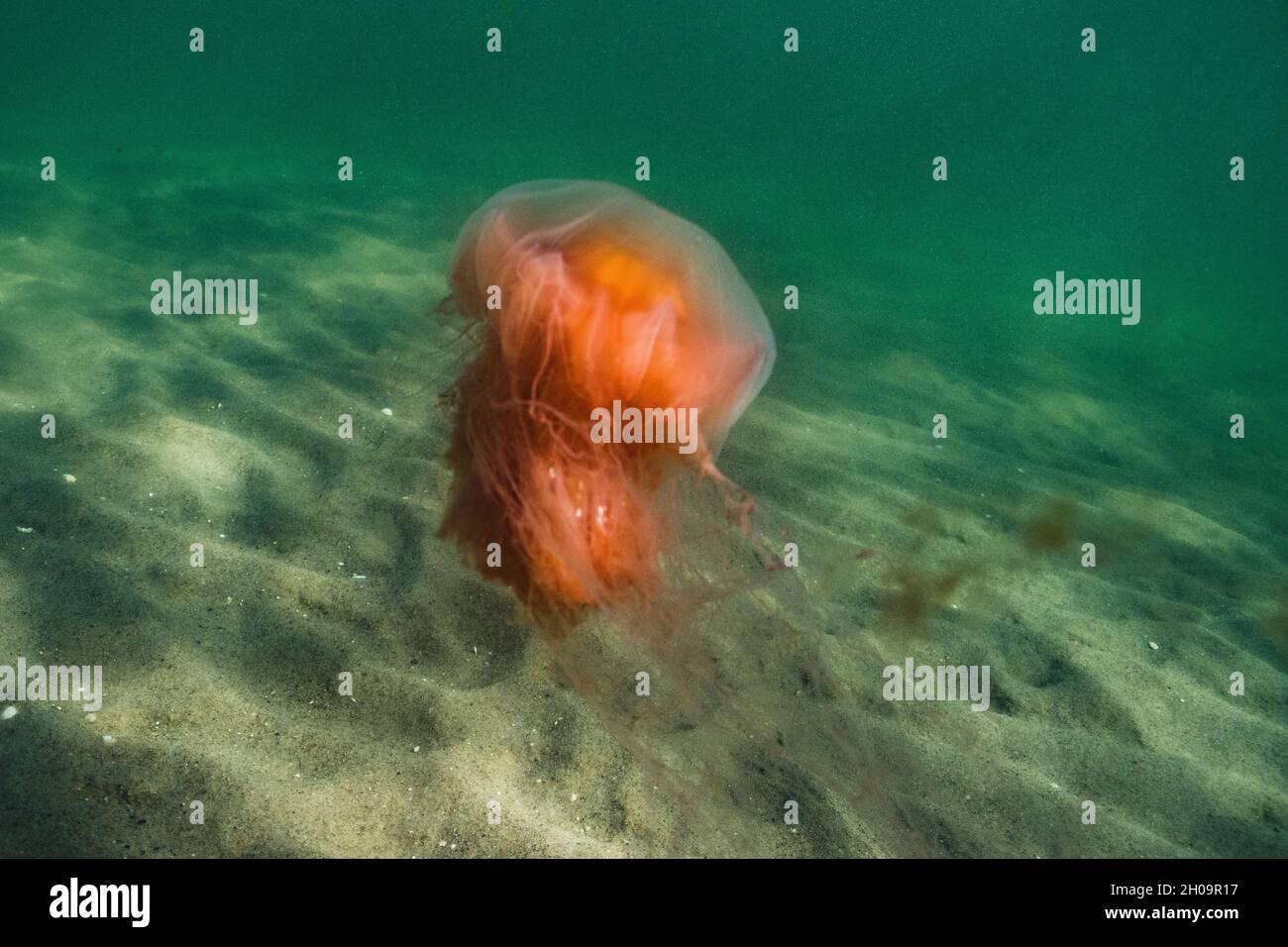Una medusa de fuego nadará a través de la bahía de Eckernförde en un viento del oeste Foto de stock