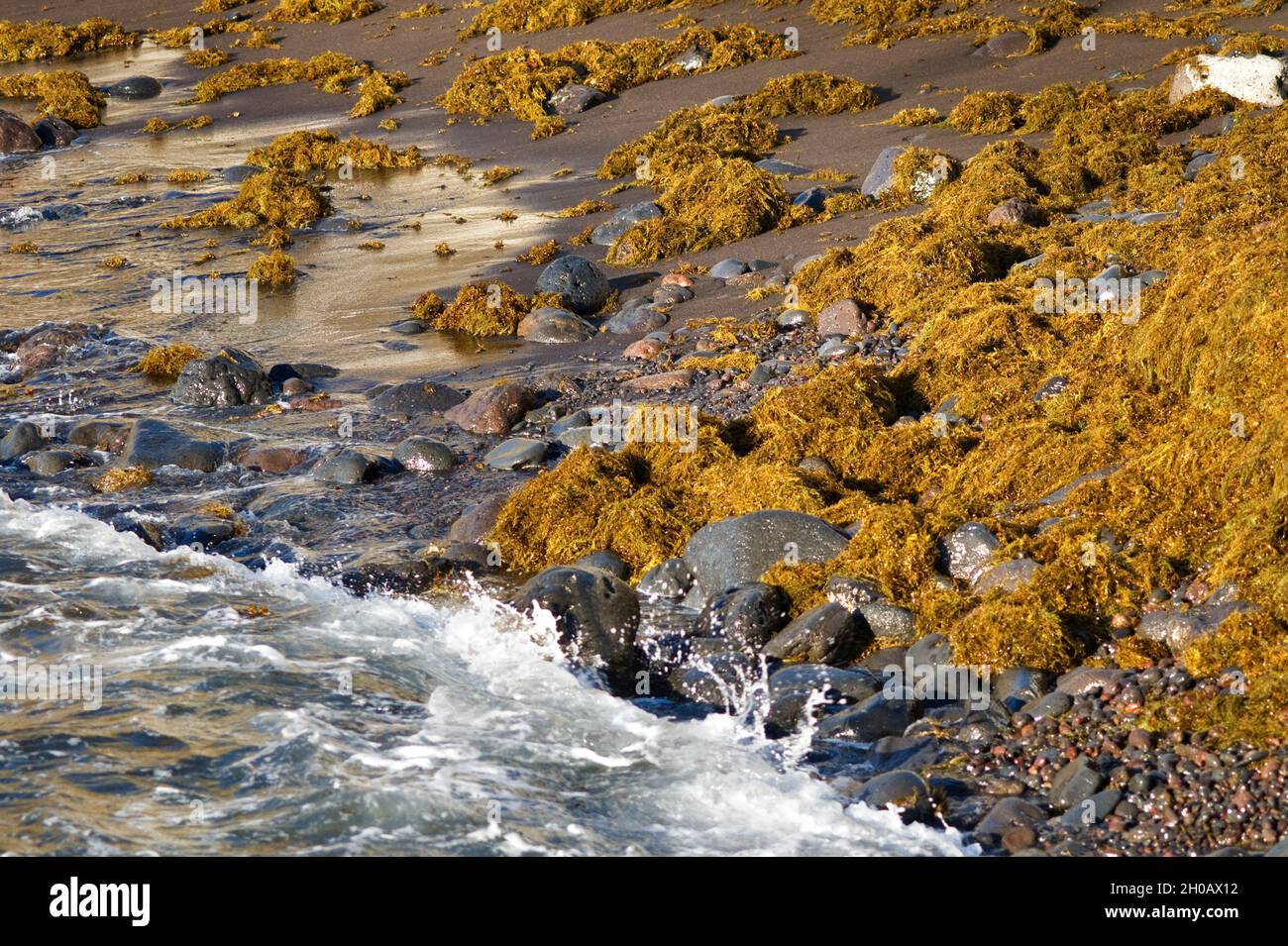 Algas. Treptacantha abies-marina (Cystoseira abies-marina). Vive en la zona intermareal y puede ser expuesto cuando la marea se va. También pueden Foto de stock