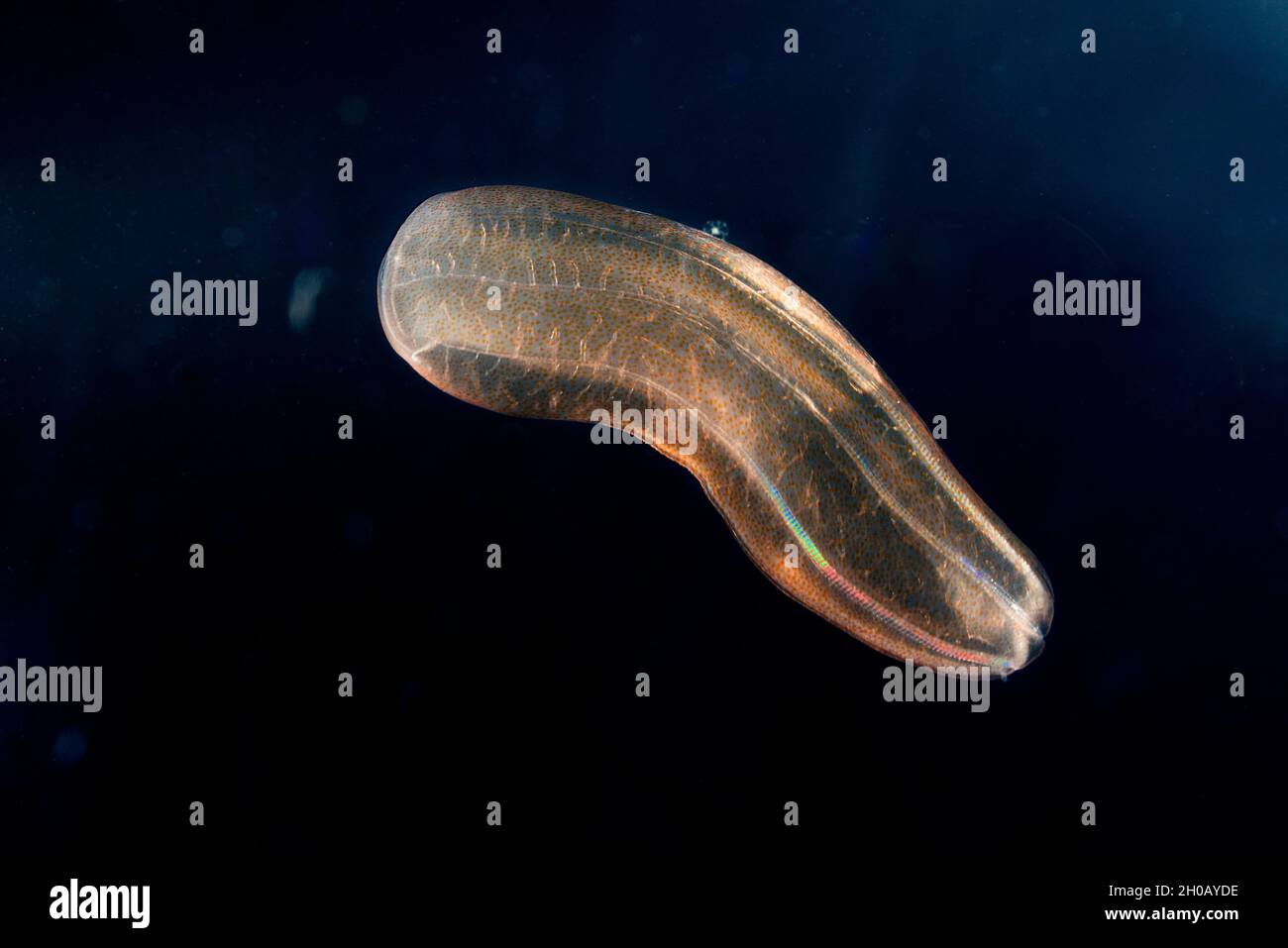 Jalea de peine (pepino de beroe). Zooplancton. Microorganismo pelágico que forma parte del plancton. Vive arrastrada por las corrientes marinas y es común a. Foto de stock