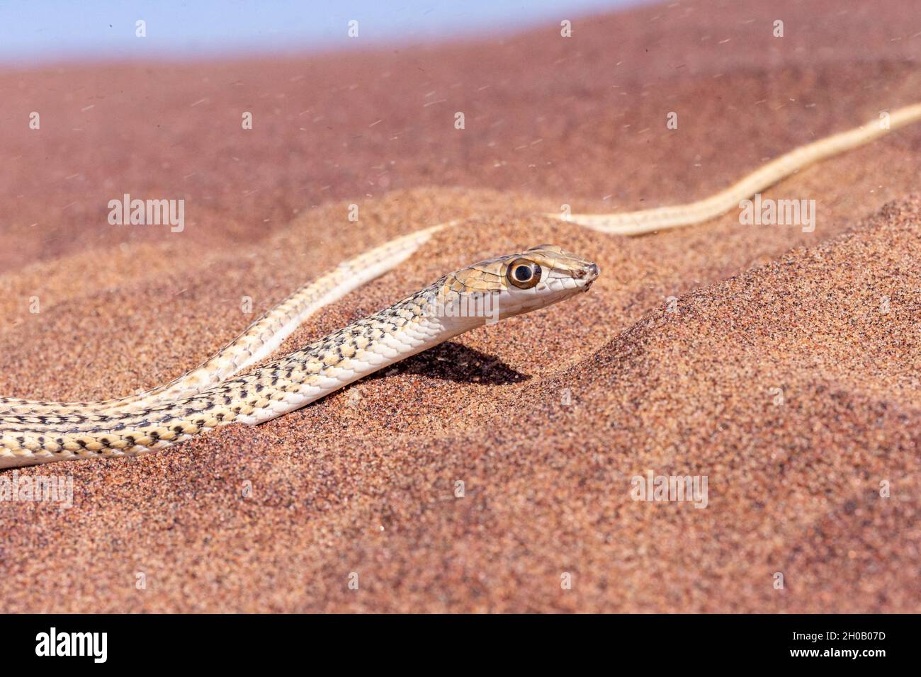 Namib Sand Snake (Psammophis namibensis) retrato, Parque Nacional Dorob, Swakopmund, Namibia, África Foto de stock