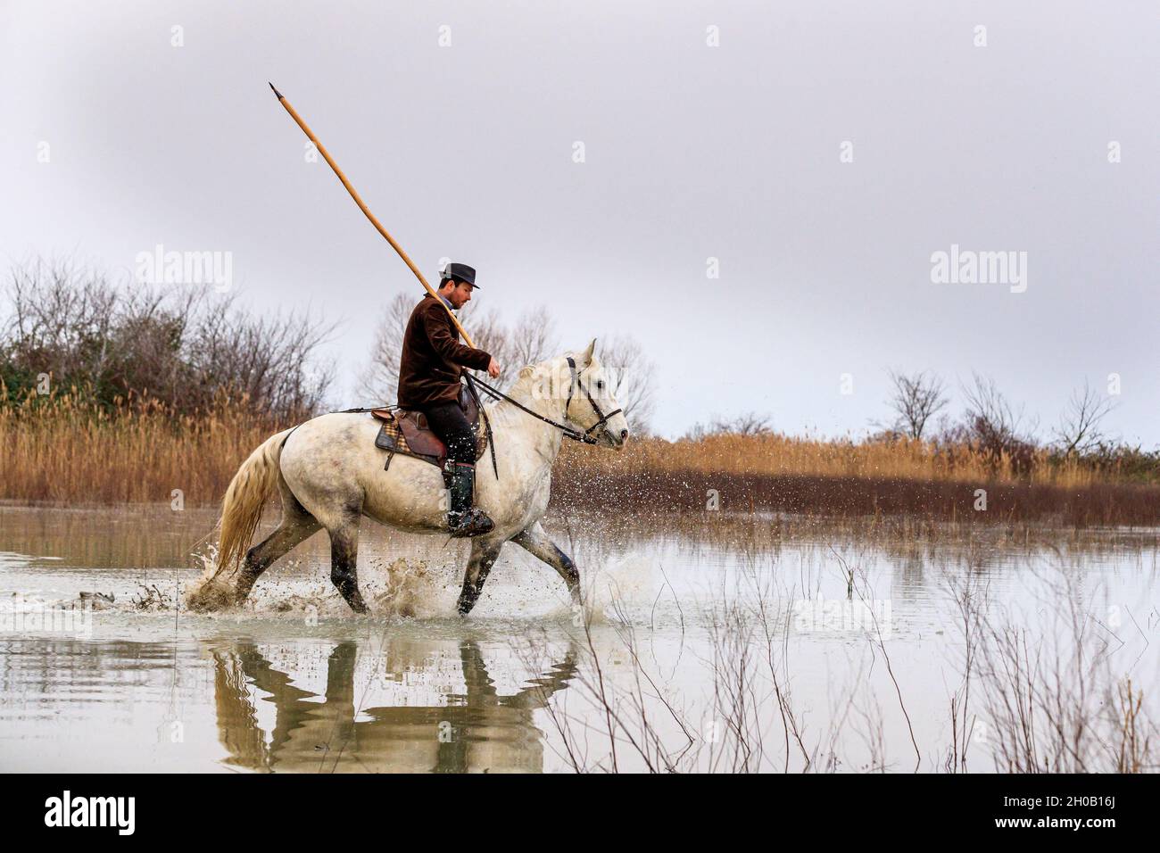 Camargue caballo en el agua con imagen de espejo fotografías e imágenes de  alta resolución - Alamy