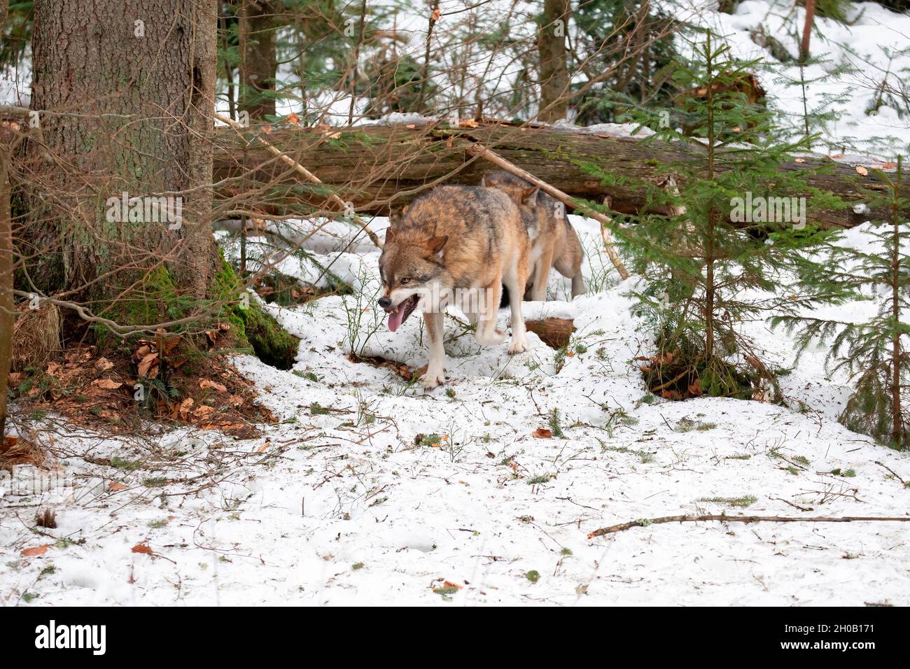 Lobo (Canis lupus) en el bosque, mimetismo de amenazas, Bayerisher Wald, Baviera, Alemania Foto de stock