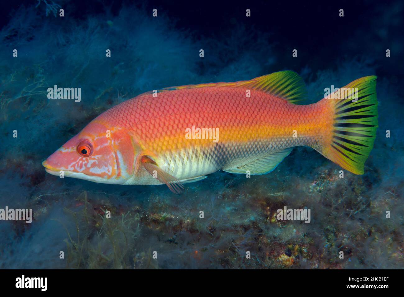 Pez cateneo rojo (Bodianus scrofa), hembra. Esta especie tiene un marcado dimorfismo sexual. La plancha. Peces de las Islas Canarias. Foto de stock