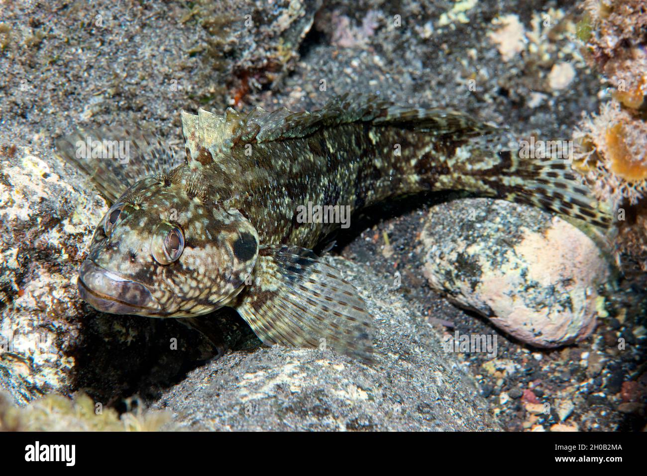 Peludo Blenny, femenino (Labrisomus nuchipinnis). Esta especie muestra un marcado dimorfismo sexual. Peces de las Islas Canarias, Tenerife. Foto de stock