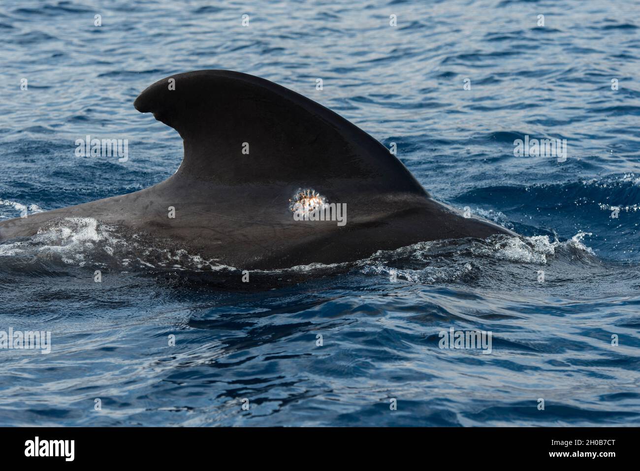Piojo de mar (Cyamidae). Parásito cutáneo frecuente en cetáceos, en este caso en una pequeña cicatriz de una ballena piloto (Globicephala macrorhynchus). Tenerife Foto de stock