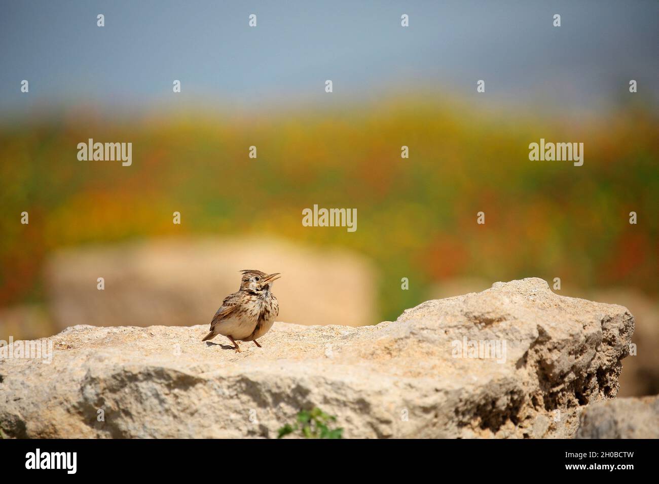 Crested Lark (Galerida cristata) cantando en una roca, Paphos, Chipre Foto de stock