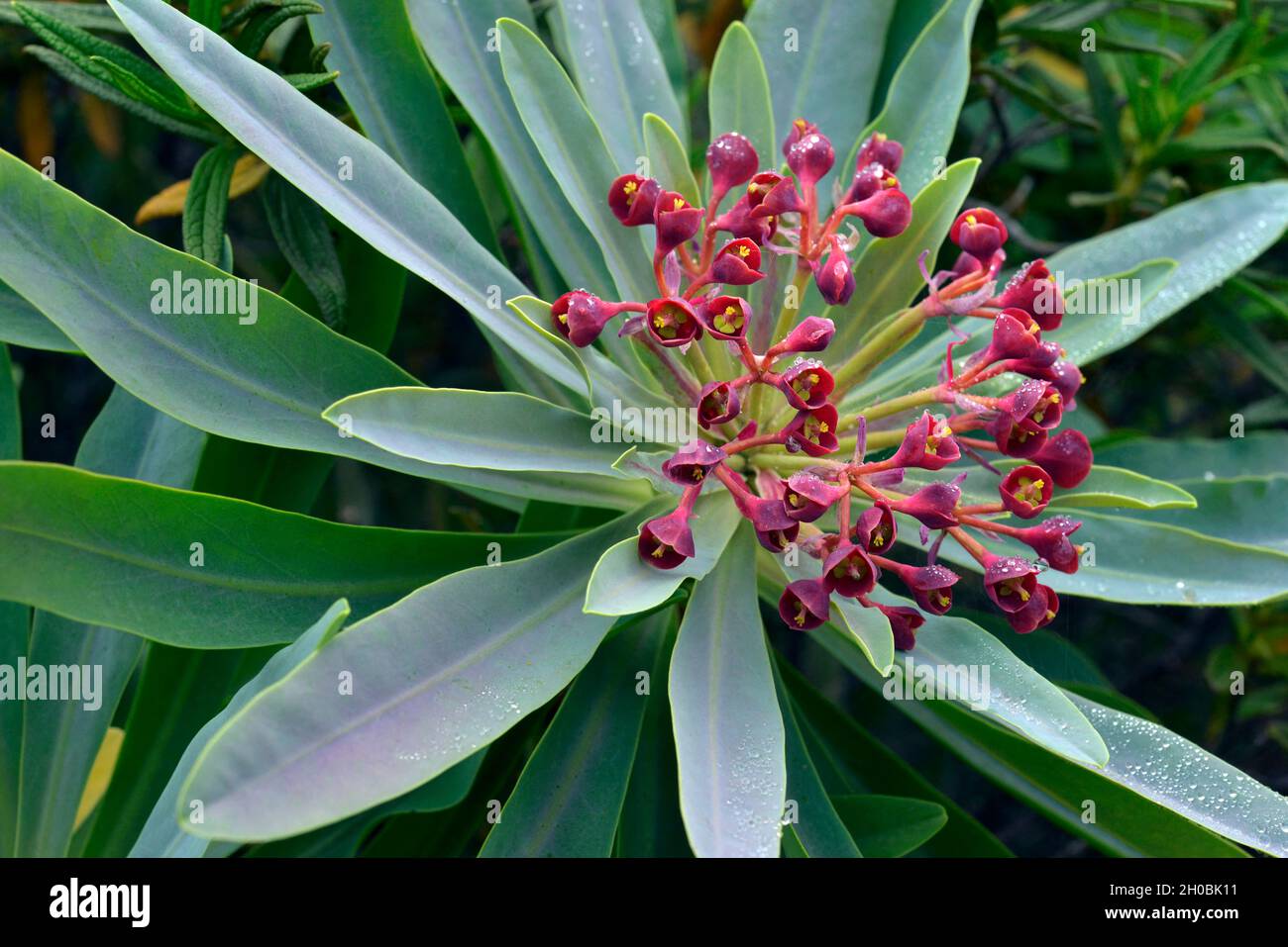 Balsam lanza en flor (Euphorbia balsamifera), Tenerife. Islas Canarias. Foto de stock