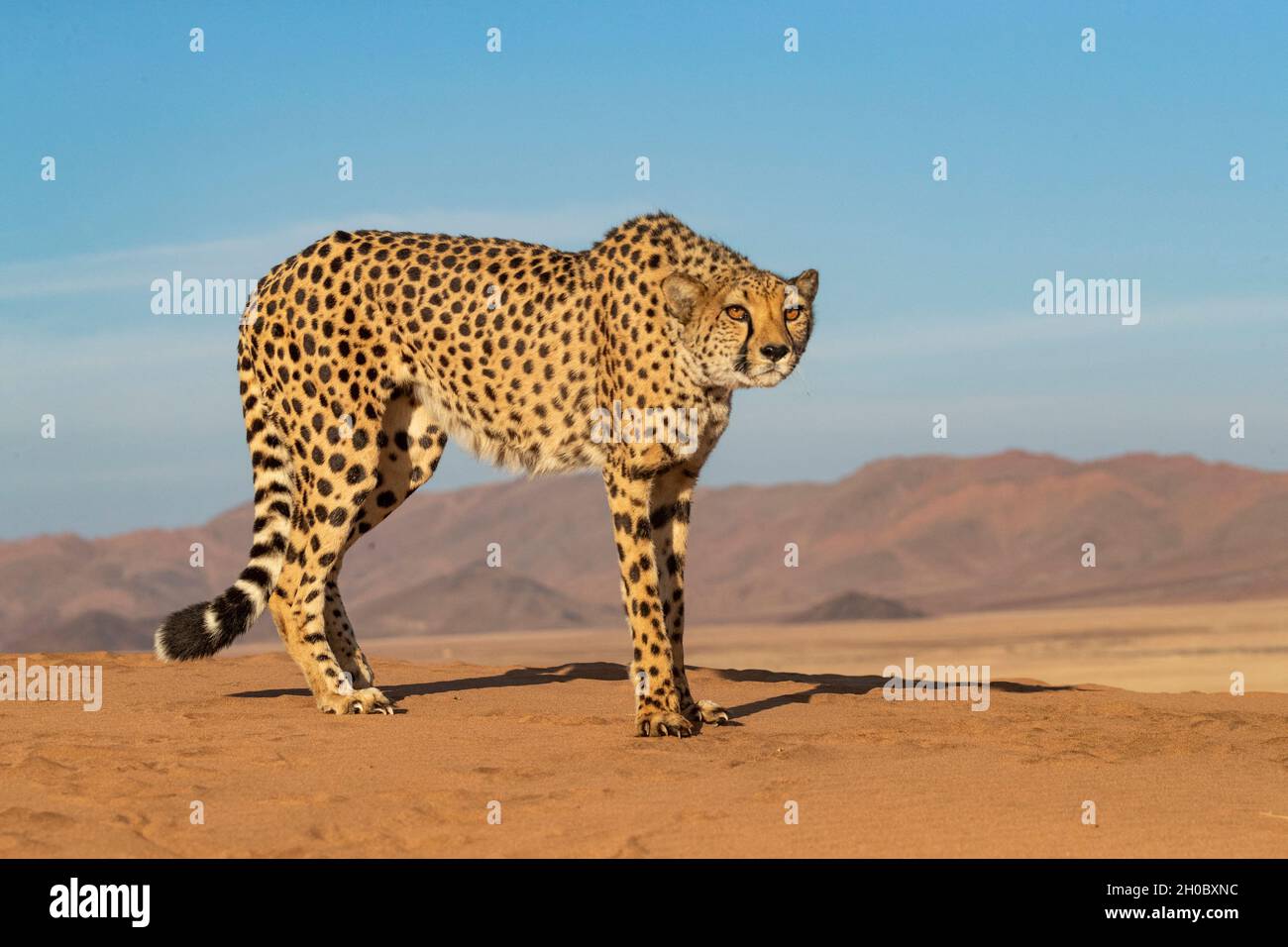 Cheetah (Acinonyx jubatus), Cautivo, Reserva Privada, Namibia, África Foto de stock