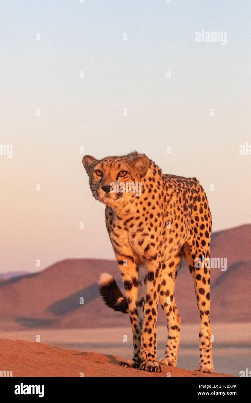 Cheetah (Acinonyx jubatus), Cautivo, Reserva Privada, Namibia, África Foto de stock