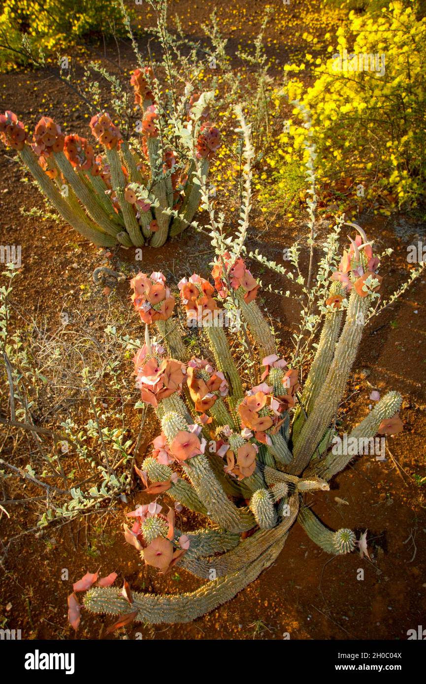 La Hoodia de Gordon (Hoodia gordonii) crece entre Pomegranatos de Corta Torna (Rhigozum brevispinosum). Reserva de Nitani. Reserva de caza del norte de Tuli. Foto de stock