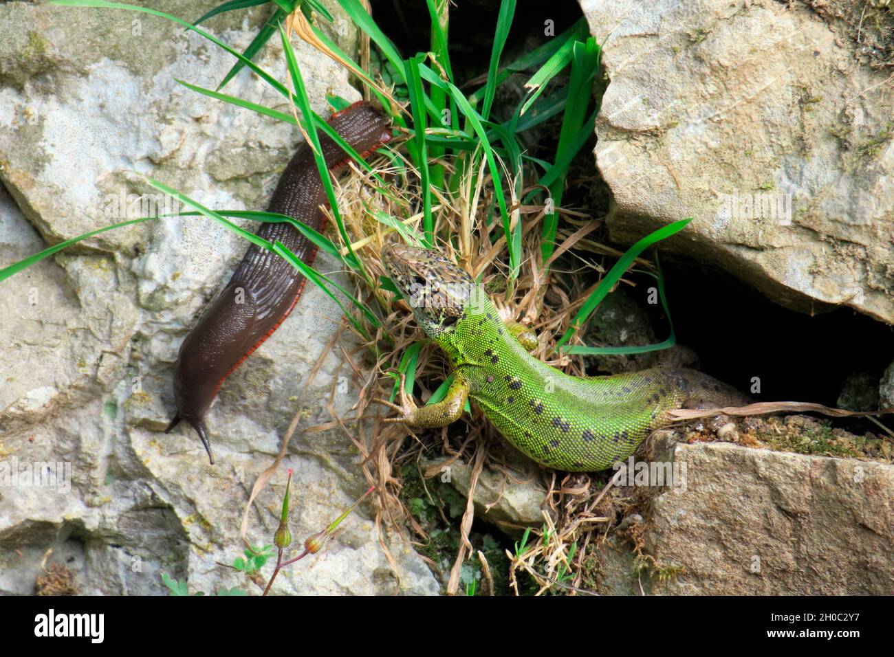 Lagarto verde de Schreiber (Lacerta schreiberi) y slug, Asturias, España Foto de stock