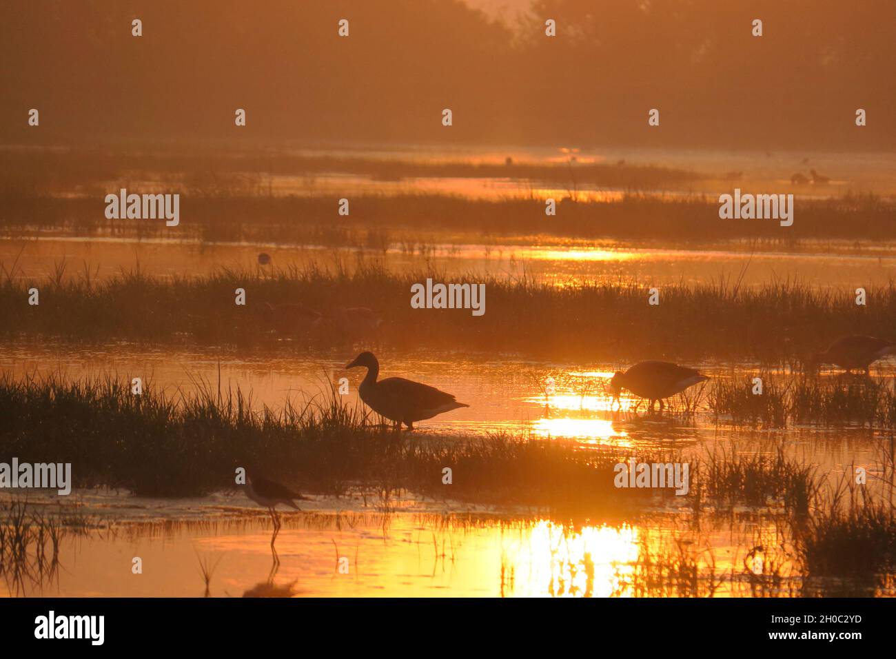Ganso Graylag (Anser anser) en la orilla al amanecer, Europa Foto de stock