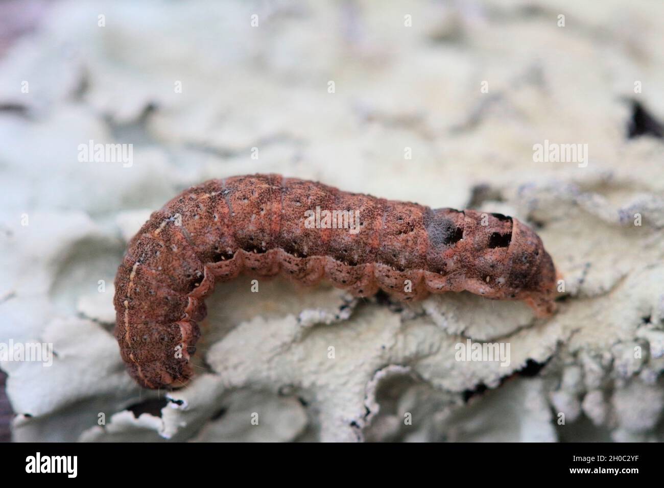 Menor Amarillo Underwing (Noctua viene) oruga, Francia Foto de stock