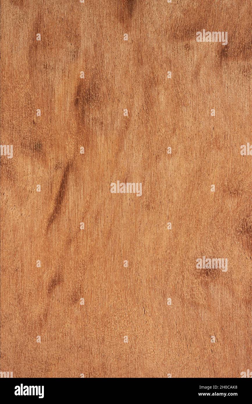 Tieghemella Heckelii Fotos e Imágenes de stock Alamy