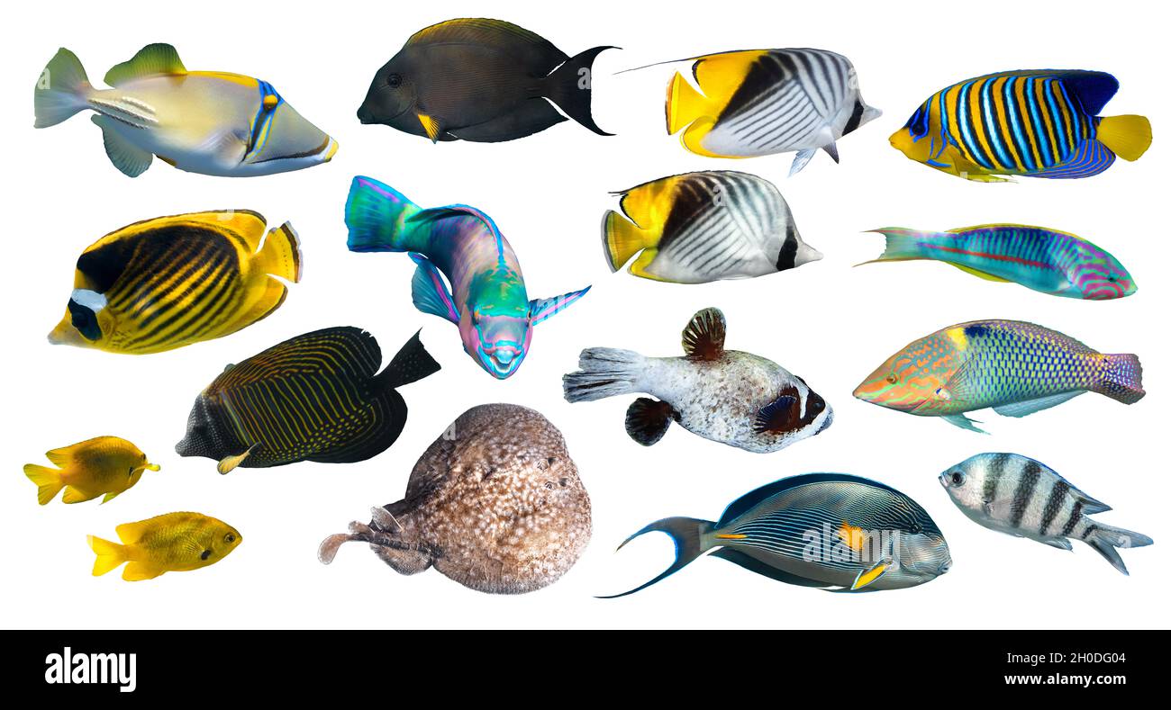 Diferentes tipos de peces tropicales (Butterflyfish, Parrotfish, Stingray, Picassofish, Surgeonfish) aislados sobre fondo blanco. Conjunto de exóticas fis de coral Foto de stock