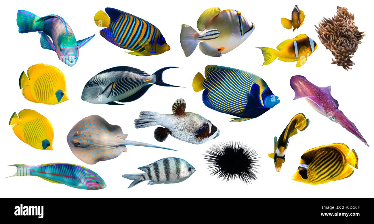 Diferentes tipos de peces tropicales (Butterflyfish, Parrotfish, Stingray, Picassofish, Surgeonfish) aislados sobre fondo blanco. Conjunto de exóticas fis de coral Foto de stock