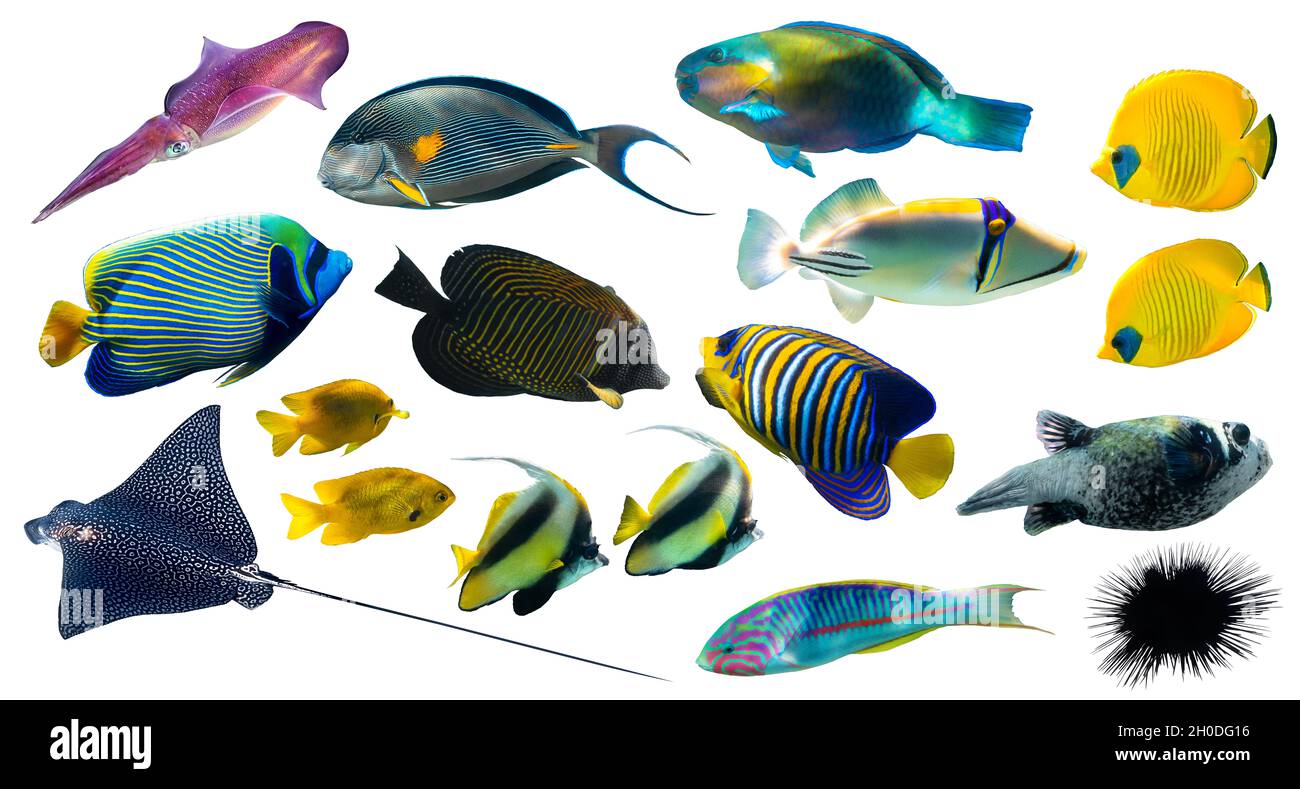 Diferentes tipos de peces tropicales (Butterflyfish, Parrotfish, Stingray, Picassofish, Surgeonfish) aislados sobre fondo blanco. Conjunto de exóticas fis de coral Foto de stock