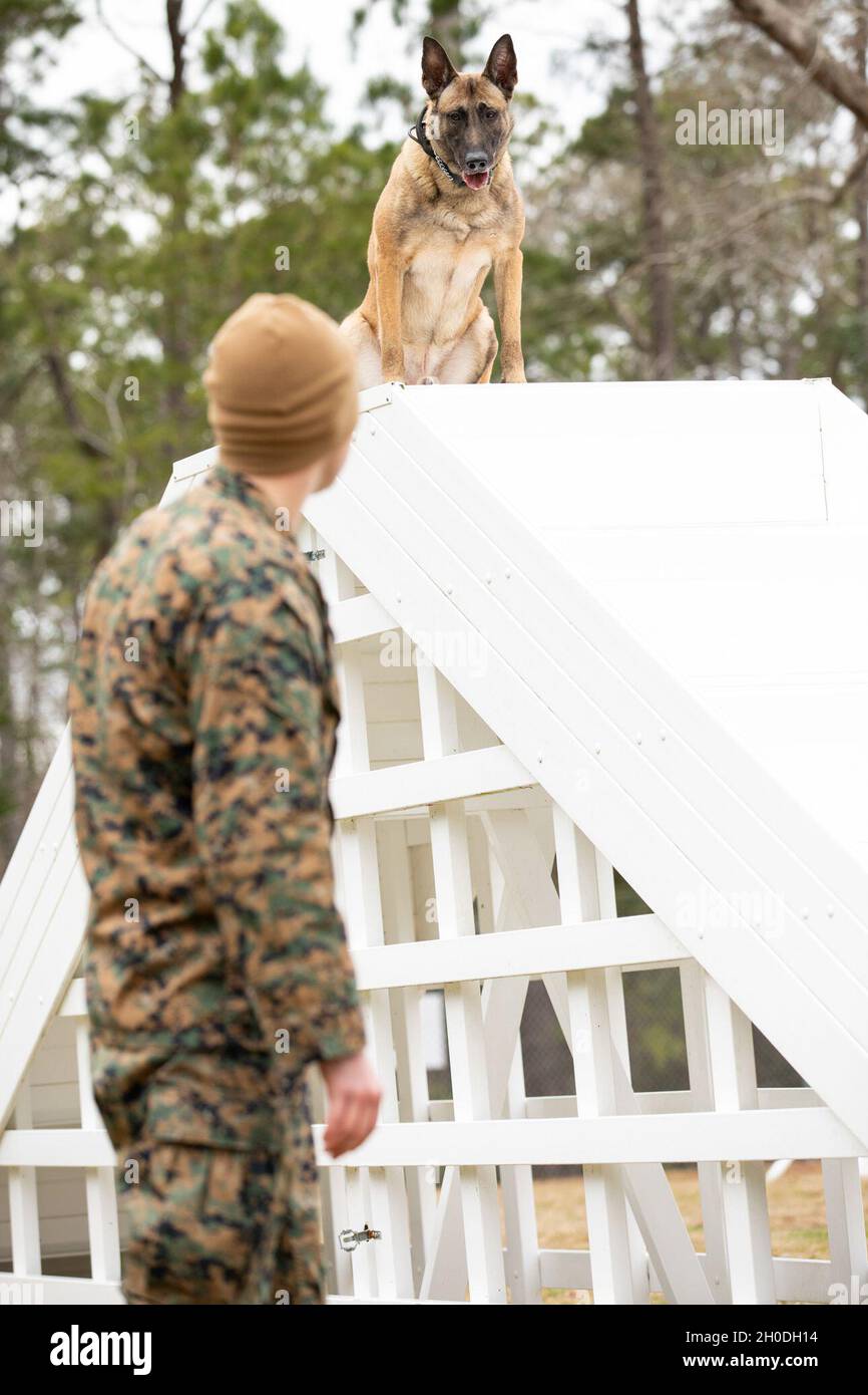La vida de un manejador de perros de trabajo militar del Cuerpo de  Infantería de Marina de los EE.UU. Es igual que la de cualquier Infantería  de Marina. Está lleno de entrenamiento,