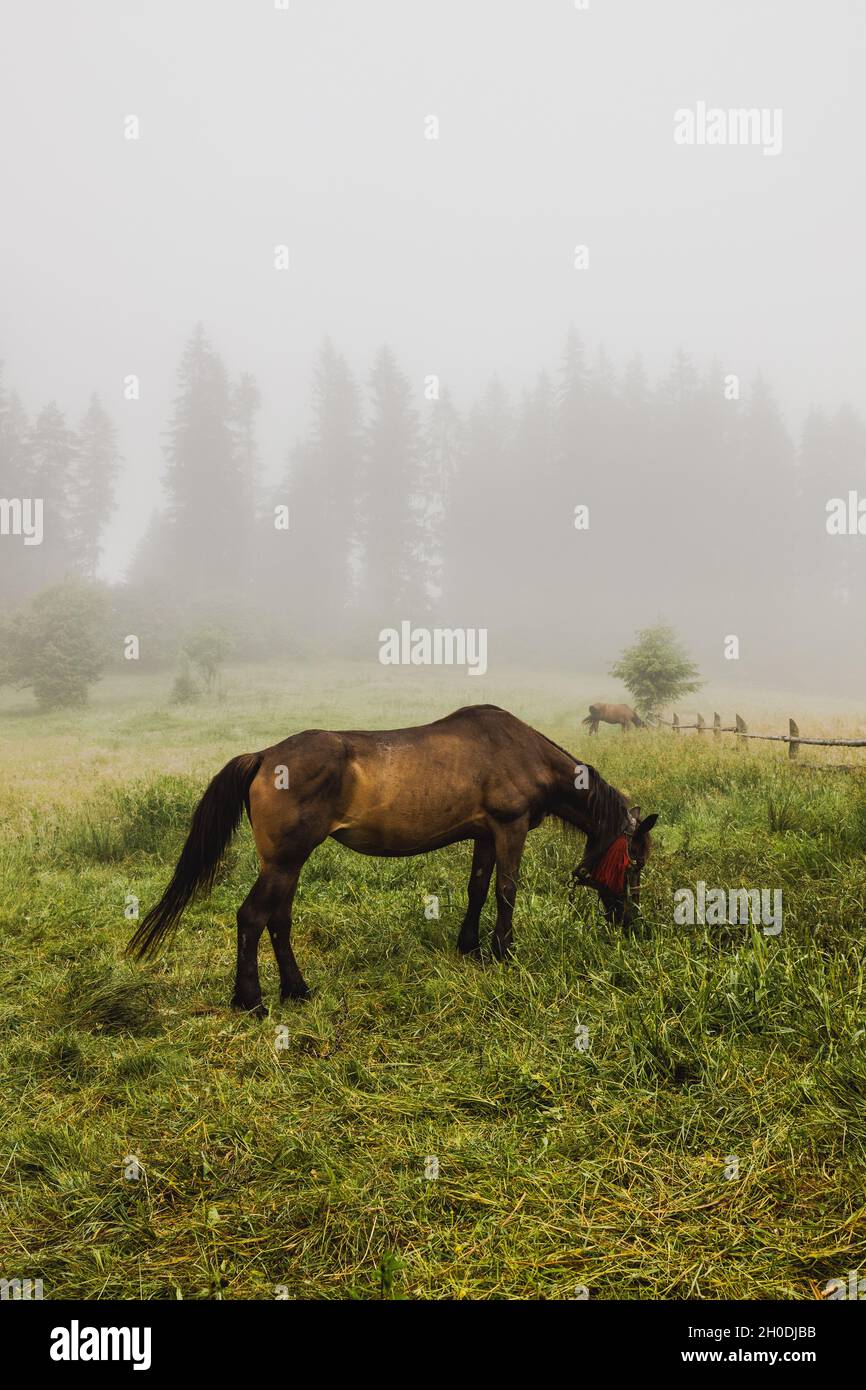 Espectacular escena de niebla con caballo marrón comiendo hierba en un paisaje de prado de campo niebla. Antigua valla de madera. Cárpatos, Ucrania, Europa. Foto de stock