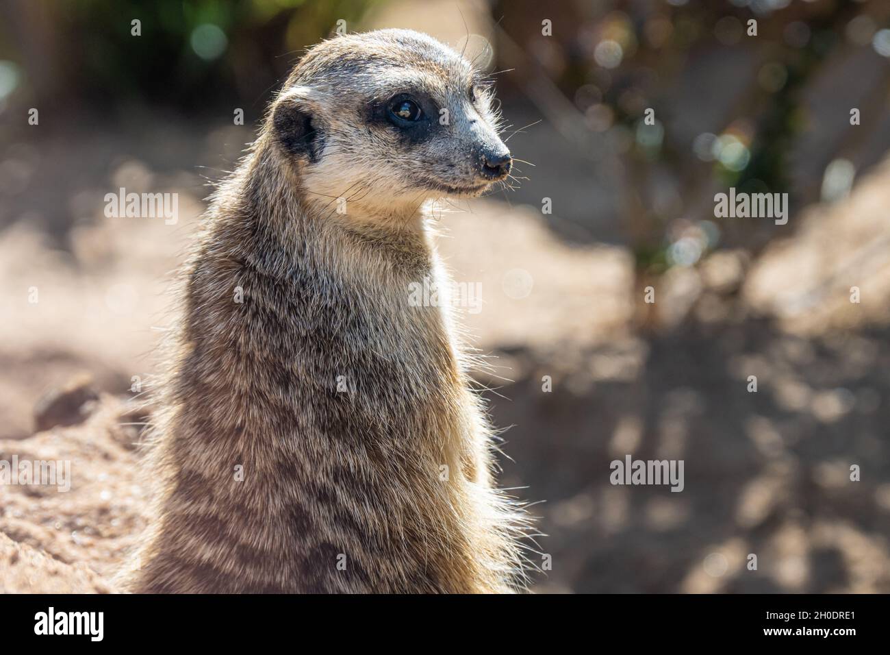 Alerta de cola delgada meerkat (Suricata suricatta) en el mirador en el área de exhibición de la sabana africana en el Zoo Atlanta cerca del centro de Atlanta, GA. (EE. UU.) Foto de stock