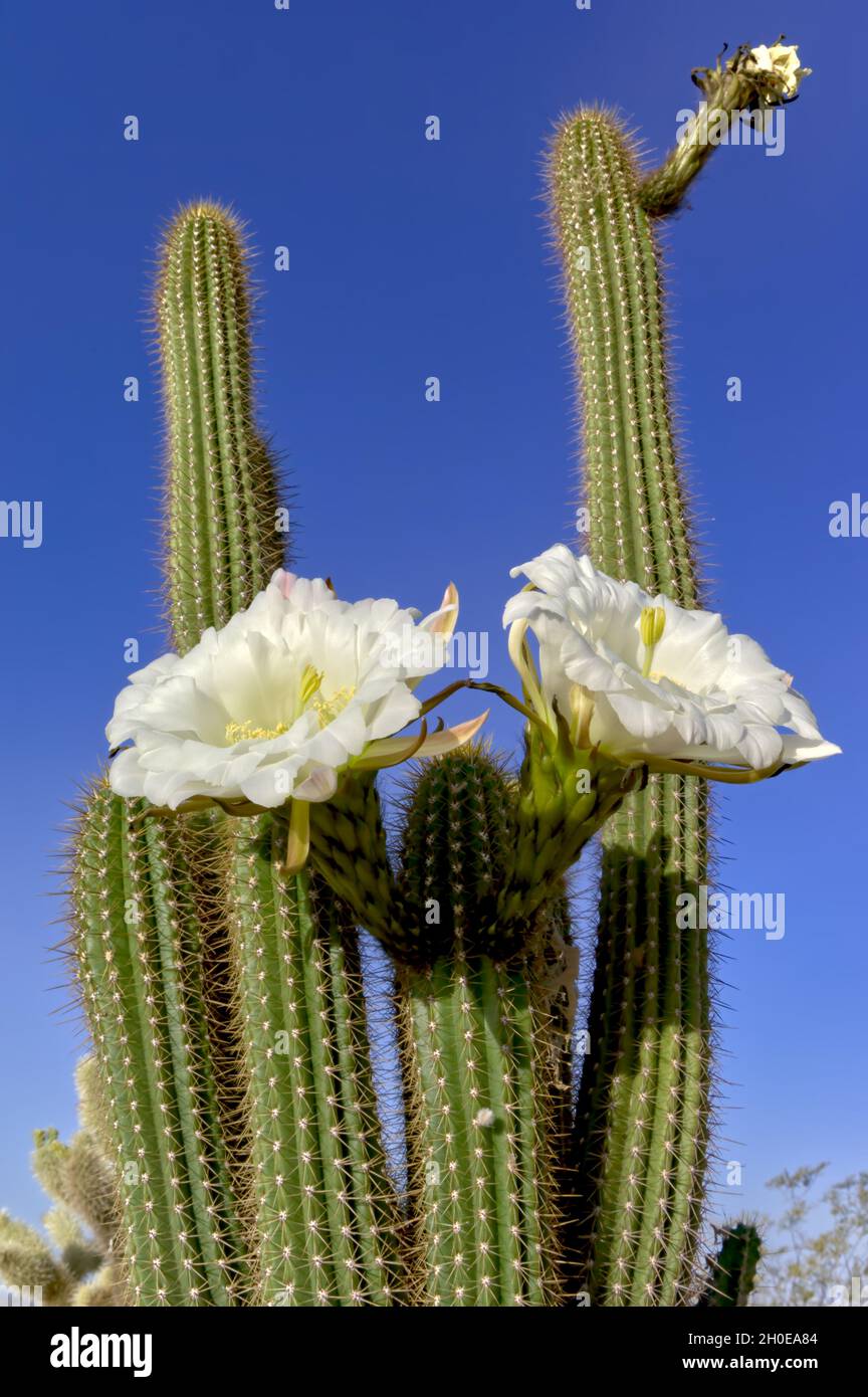 Las grandes flores blancas de la noche floreciendo Trichocereus Spachianus Cactus, también conocido como la Torca Dorada y el Cactus De La Columna Dorada. Esto es un Foto de stock
