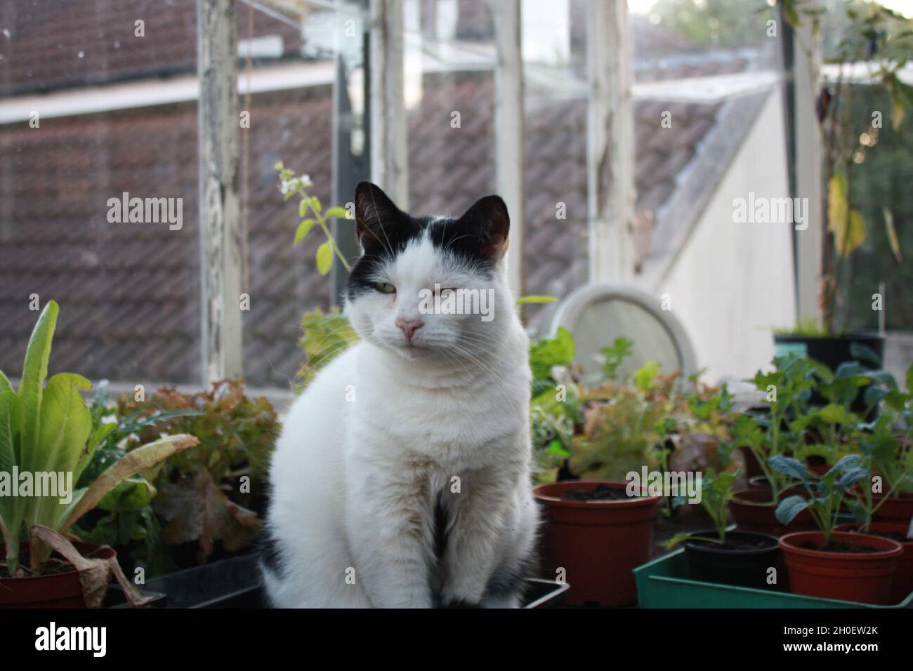 Un gato blanco y negro se sienta en un invernadero personal entre macetas de plantas. Foto de stock