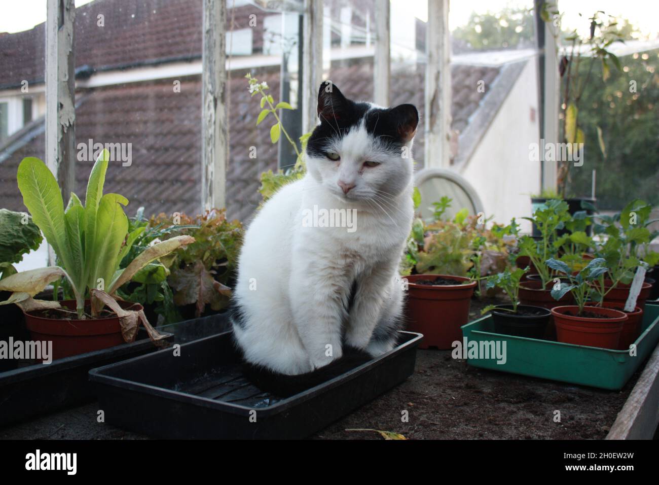 Un gato blanco y negro se sienta en un invernadero personal entre macetas de plantas. Foto de stock
