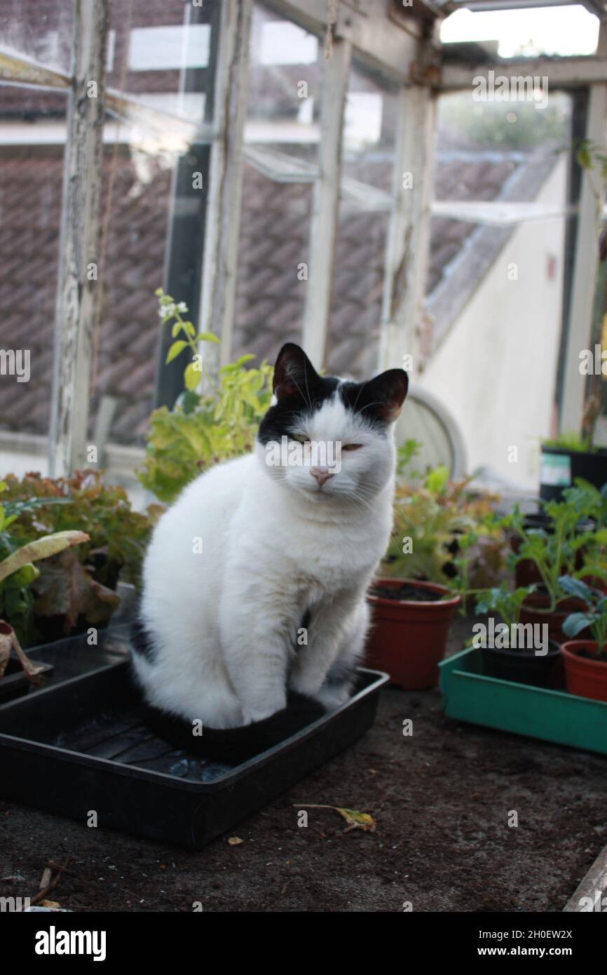 Un gato blanco y negro se sienta en un invernadero personal entre macetas de plantas. Foto de stock