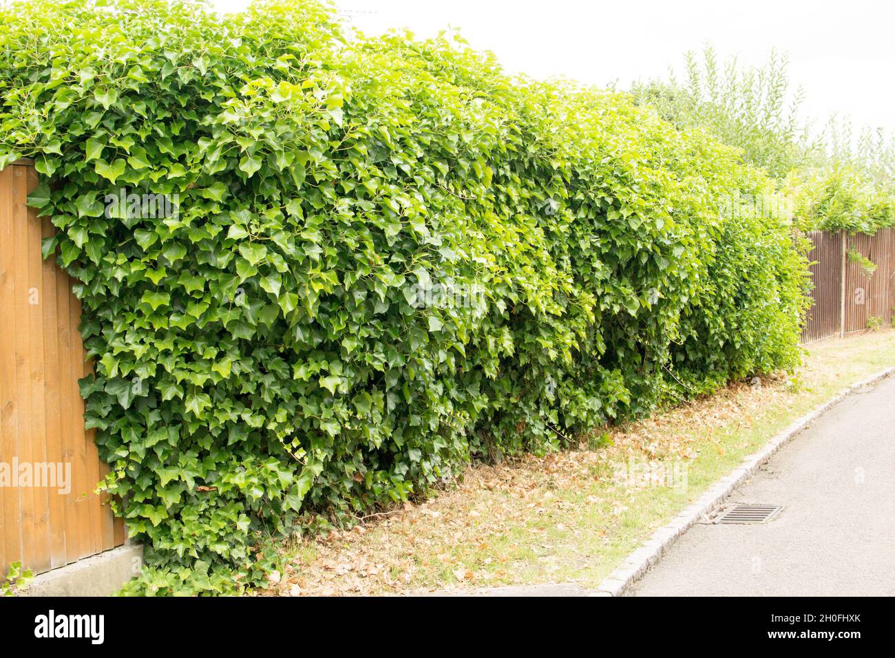 Valla que corre a lo largo del lado de un jardín residencial en los suburbios densamente cubierto de hiedra (antes de la remoción de hiedra) Foto de stock
