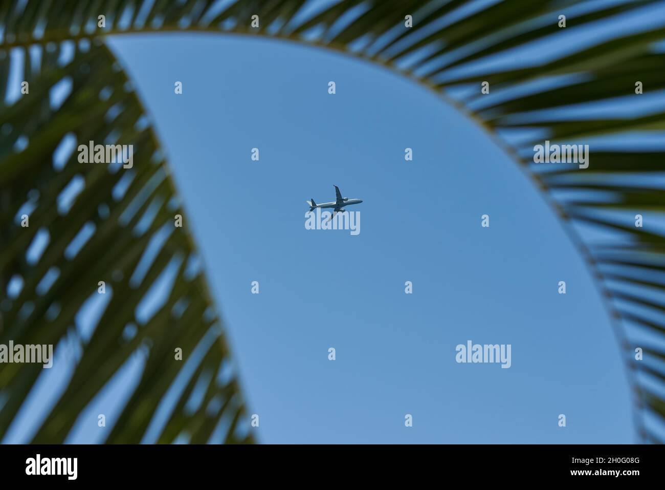 Avión de pasajeros en cielo azul y rama de palma Foto de stock