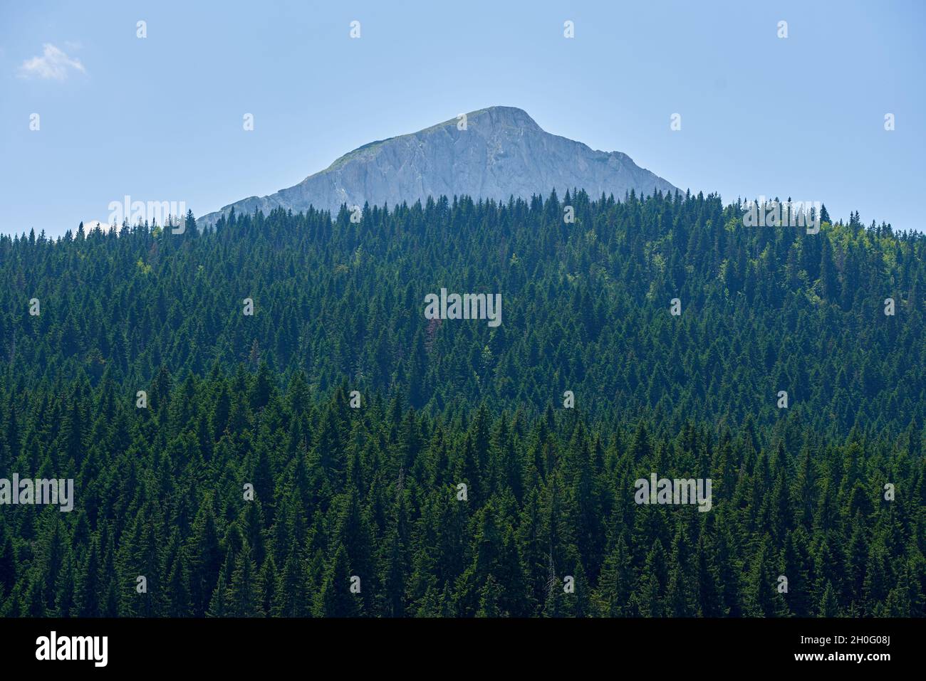 Denso bosque de coníferas y pico de montaña en Montenegro Foto de stock