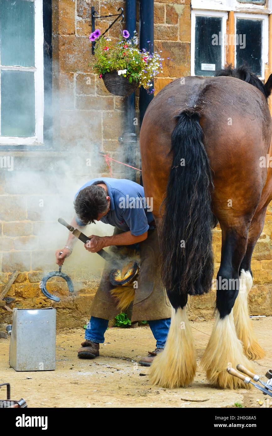 Farrier poniendo una nueva herradura en el pezuñas de un caballo de castaño Foto de stock