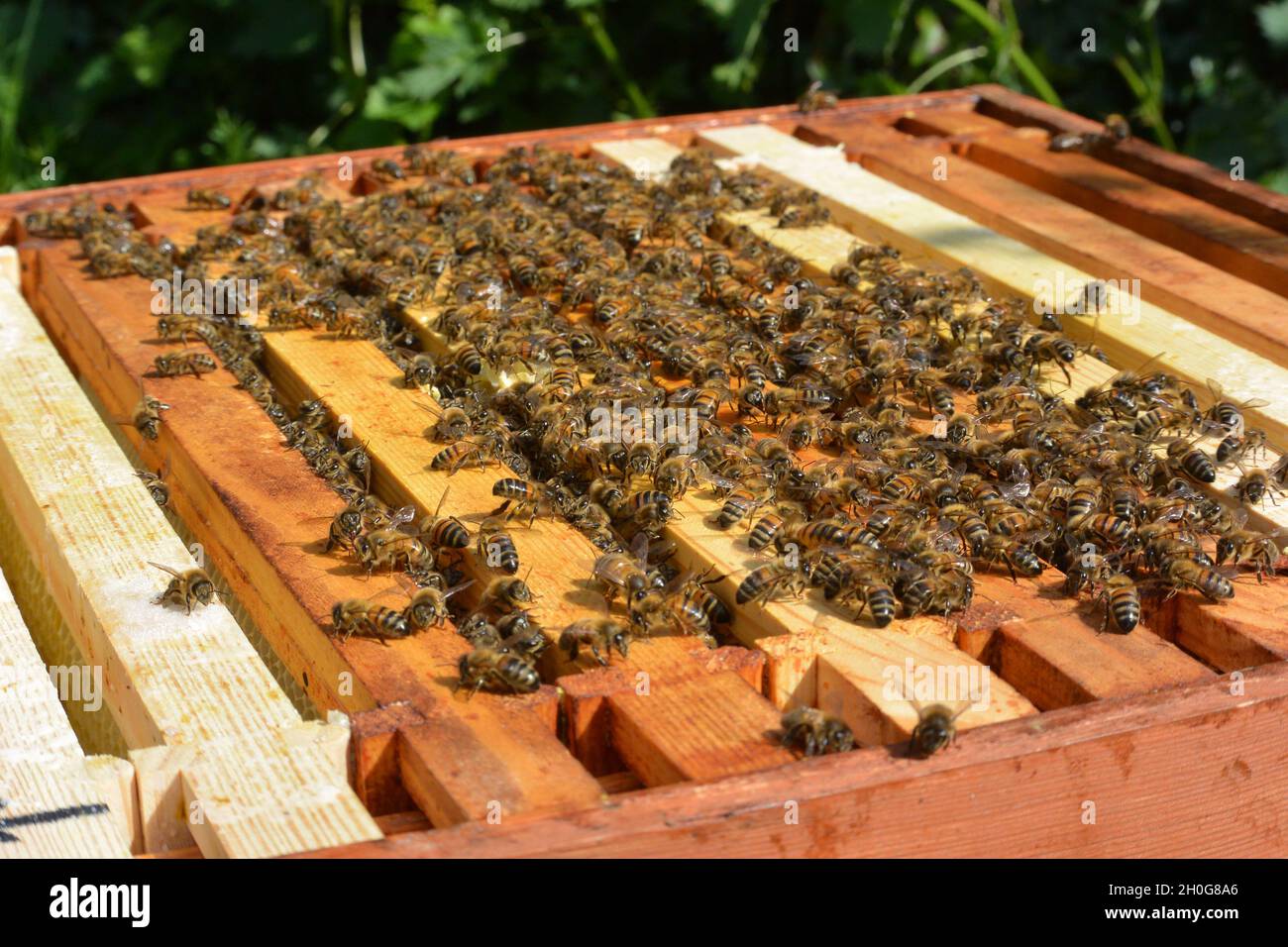 Levantar la tapa de una colmena para ver abejas obreras (Apis mellifera) en los bordes y entre los marcos paralelos Foto de stock