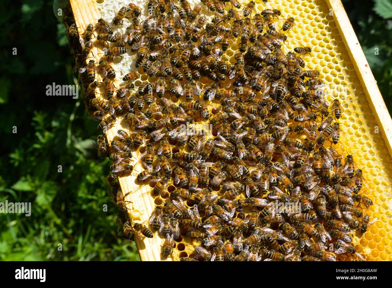 Gran colonia de abejas obreras (Apis mellifera) en panal de abeja en un marco de una colmena de abeja. Algunas células están tapadas, muchas están sin tapar. Foto de stock