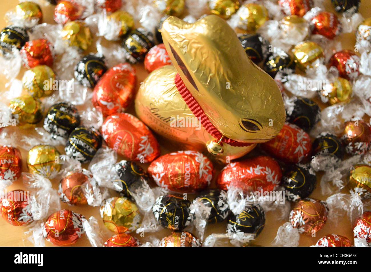 El icónico conejito de chocolate Lindt envuelto en papel de aluminio dorado con un distintivo cuello rojo y campana, rodeado de mini huevos de Pascua de chocolate y bolas de lindor Foto de stock