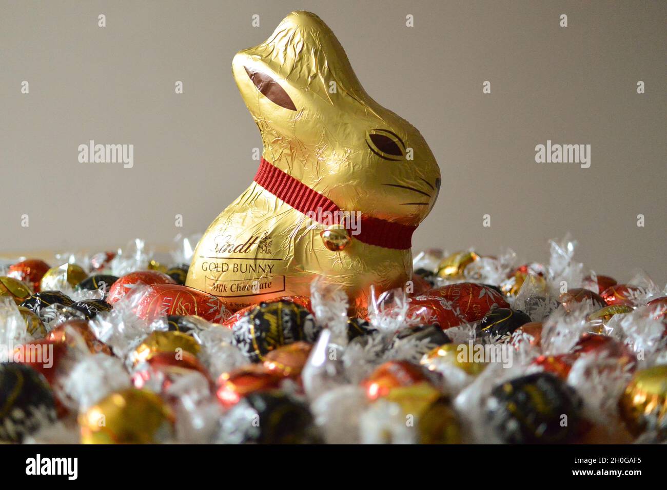 El icónico conejito de chocolate Lindt envuelto en papel de aluminio dorado con un distintivo cuello y campana rojos, rodeado de bolas de chocolate Lindor para Semana Santa Foto de stock