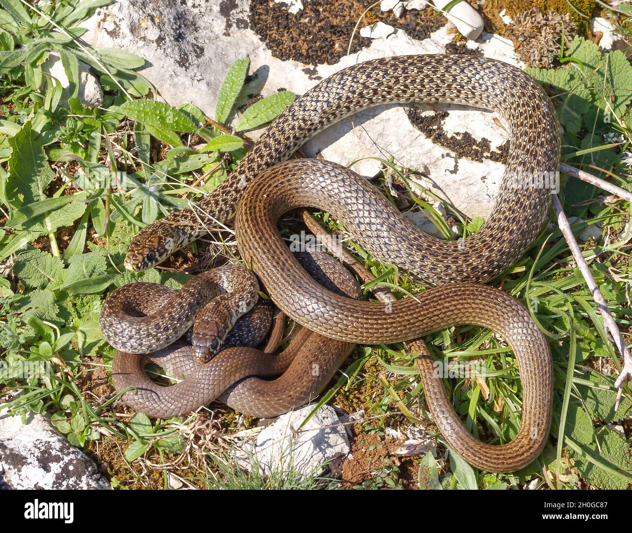 Serpientes de látigo balcánicas (Hierophis gemonensis o Coluber gemonensis) bajo el sol Foto de stock