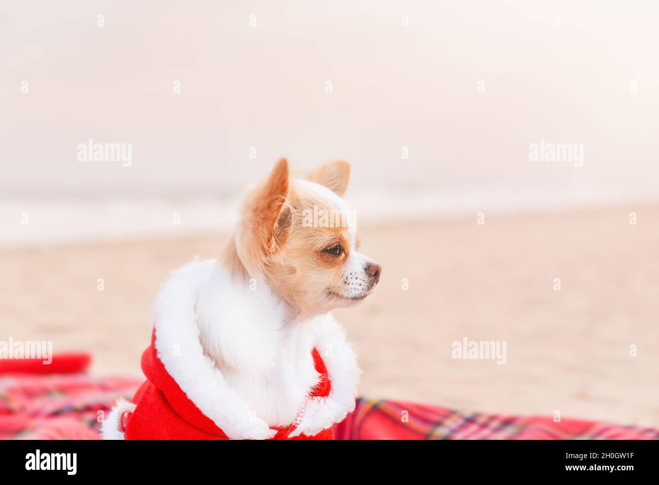 Vacaciones junto al mar Navidad, Año Nuevo. El perro en santa ropa una manta en la arena Fotografía stock - Alamy