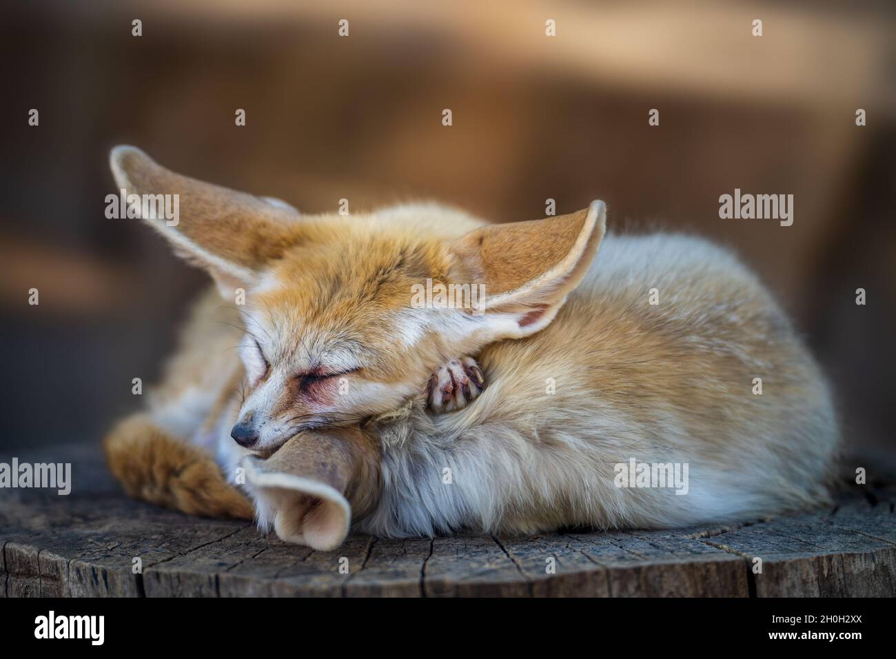 Bonito y lindo Fennec o zorro del desierto con oídos grandes divertidos durmiendo. Foto de stock